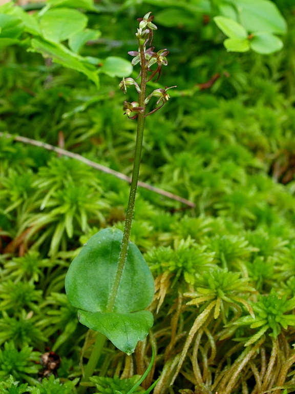 Neottia cordata (=Listera cordata)